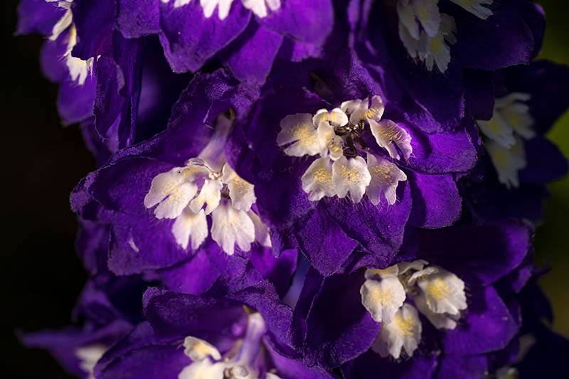 A close up of deep purple delphinium flowers with a white center, pictured on a dark soft focus background.