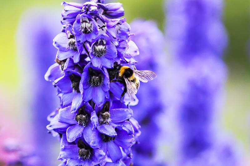 A close up of a bright purple flower with a bee feeding, pictured in light sunshine on a soft focus background.