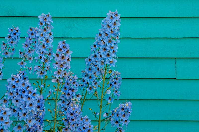 A close up of bright blue delphiniums growing in front of a teal wooden house.