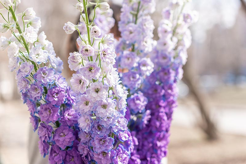 A close up of light purple bicolored delphiniums in a vase, pictured on a soft focus background.