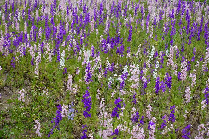 A meadow planted with pink, blue, and purple delphiniums pictured in light sunshine.