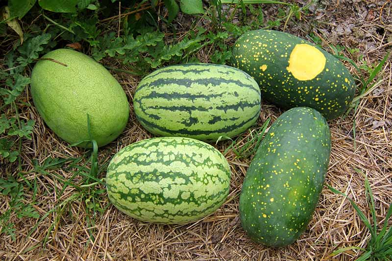 A close up horizontal image of five different watermelons in various shades of green, set on straw mulch in the garden, with foliage in soft focus in the background.