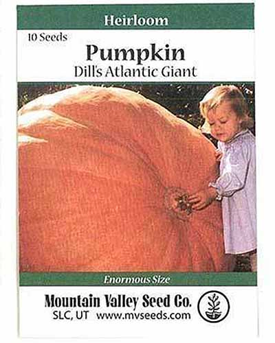 A close up of the seed packet for 'Dill's Atlantic' giant squash, with green and white text, and a picture of a large orange pumpkin with a small child to the right of the frame.