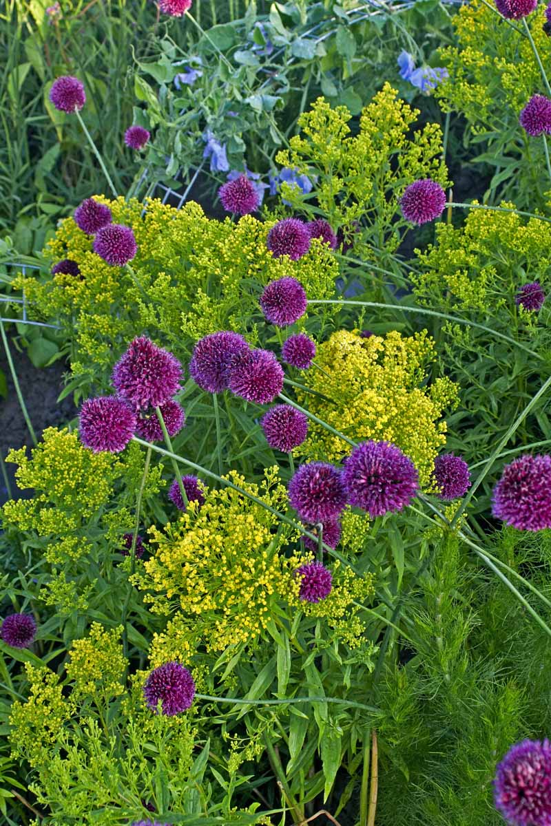 A vertical picture of purple A. sphaerocephalon growing in a mixed border planting in the summer garden.