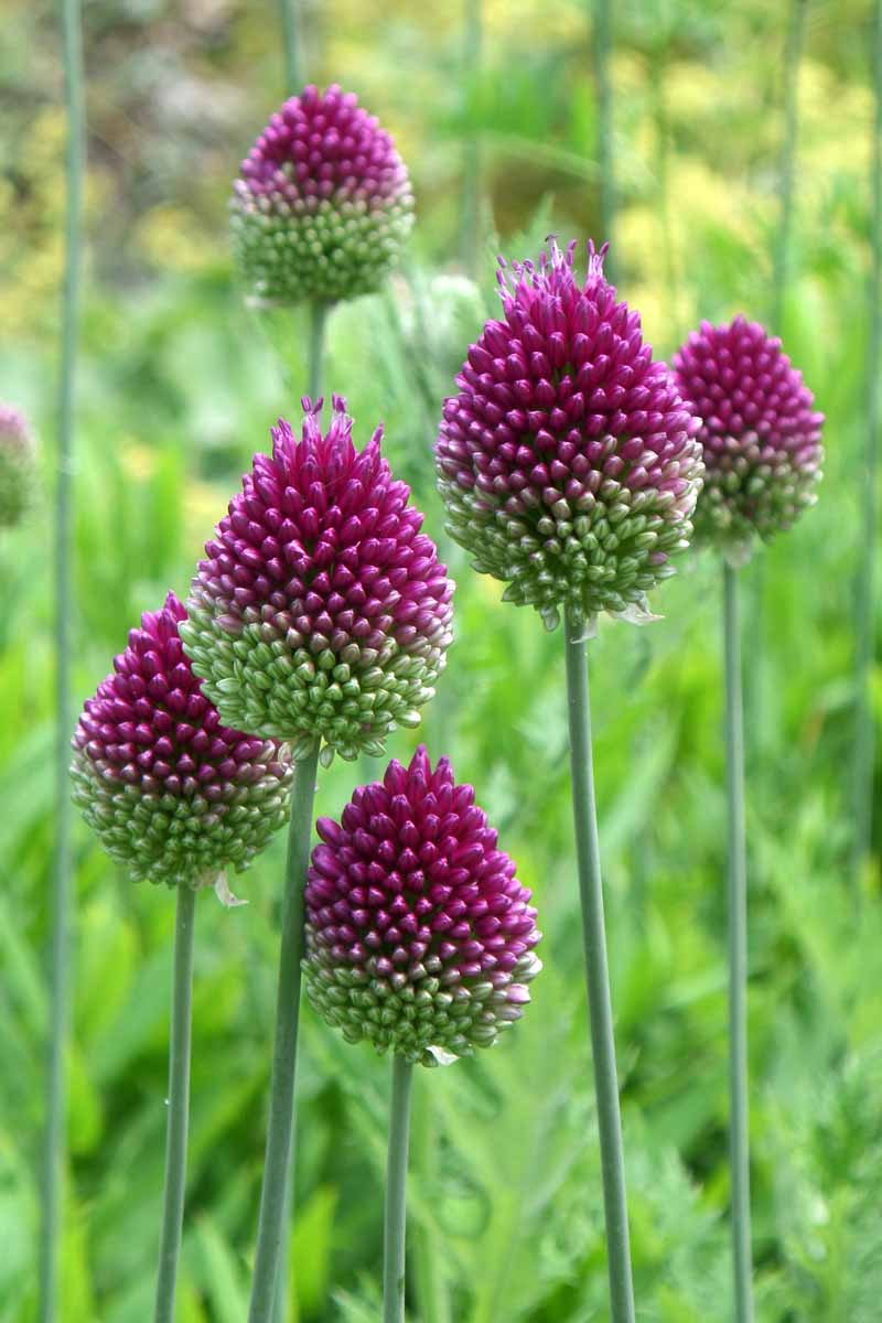 A vertical close up picture of bicolored purple and green A. sphaerocephalon flower heads, growing in the garden, pictured on a soft focus background.