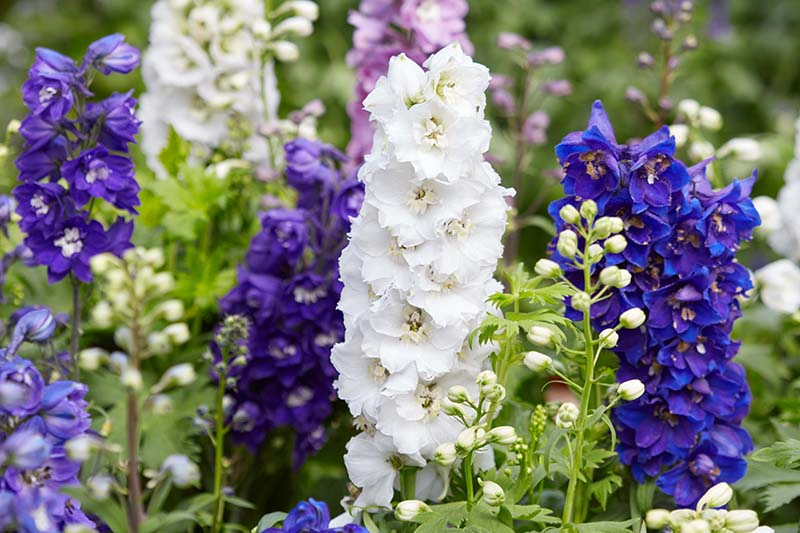 A close up of white, pink, purple, and blue delphiniums growing in the garden pictured on a soft focus background.