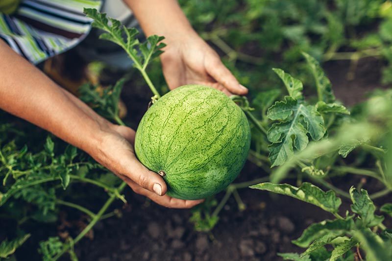A close up horizontal image of two hands from the left of the frame holding and inspecting a green watermelon still attached to the vine, pictured with foliage in soft focus in the background.