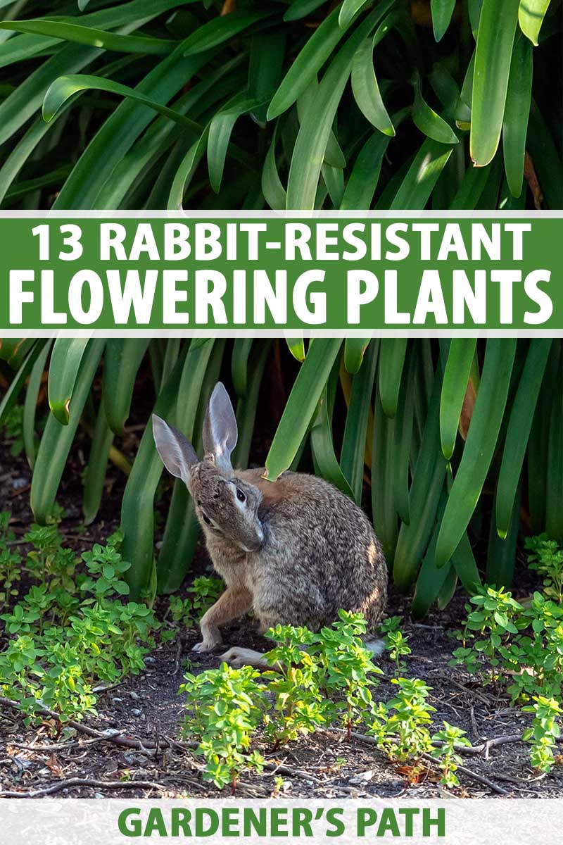 A vertical picture of a rabbit underneath a large green plant. To the center and bottom of the frame is green and white text.