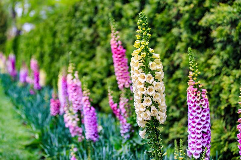 A garden border with flowering foxgloves growing in front of a tall hedge, fading to soft focus in the background.