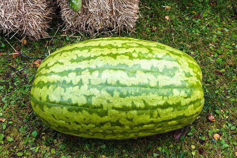 massive melons 35