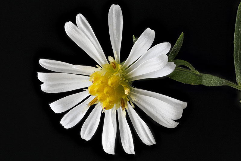 A close up of a white Symphyotrichum pilosum flower with delicate rays and a yellow center, pictured on a black background.
