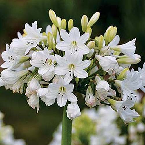 A close up square image of Agapanthus 'Galaxy White' flower in full bloom, pictured on a soft focus background.