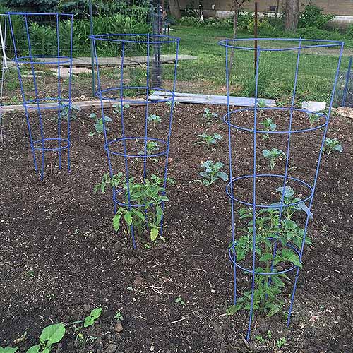 A picture of a group of plants supported by galvanized hoop cages, growing in a raised bed garden.