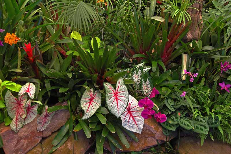 A garden border filled with colorful tropical plants such as caladiums and orchids, surrounded by foliage with stones in the foreground.