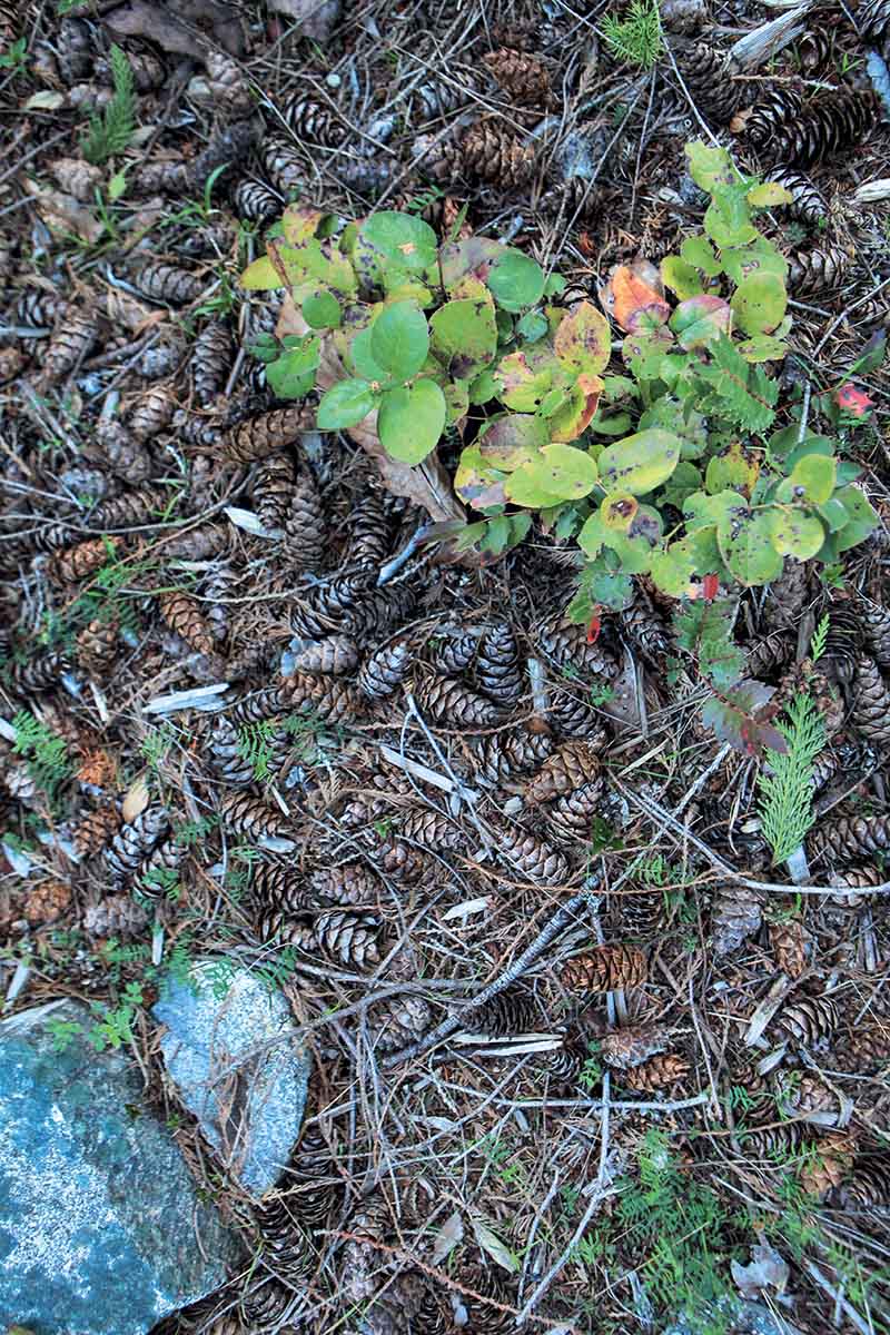 A vertical picture of a fall garden with pine cones scattered around a small shrub, with a rock to the bottom left of the frame.