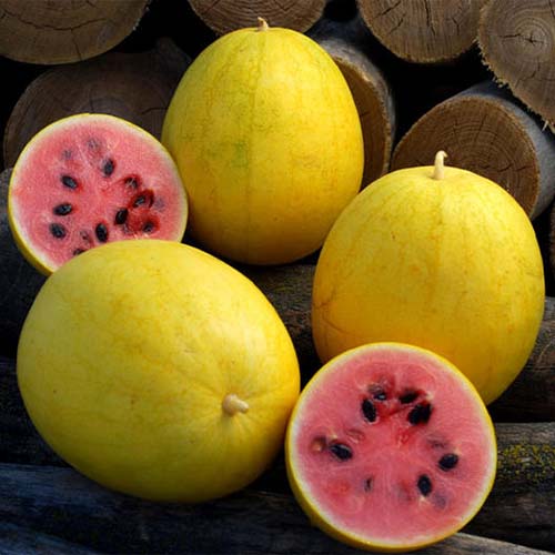 Details about   10/60 Seeds Watermelon Yellow Small Early Both Fruits Size Average