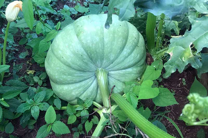 A close up of a large, green 'Jarrahdale' squash growing in the garden, surrounded by foliage on a soft focus background.
