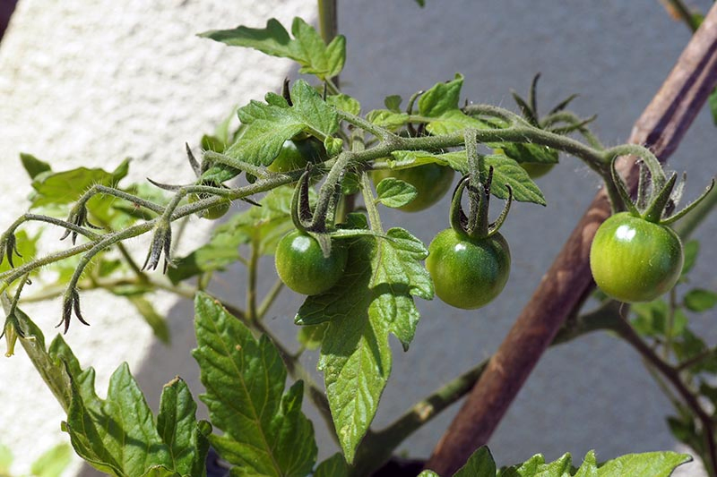 A close up of a small staked green cherry tomato plant, pictured on a soft focus background.