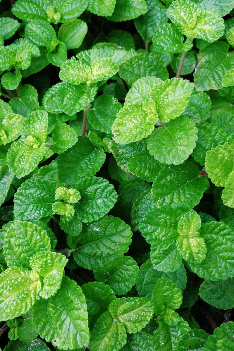how to grow and care for peppermint plants | gardener's path