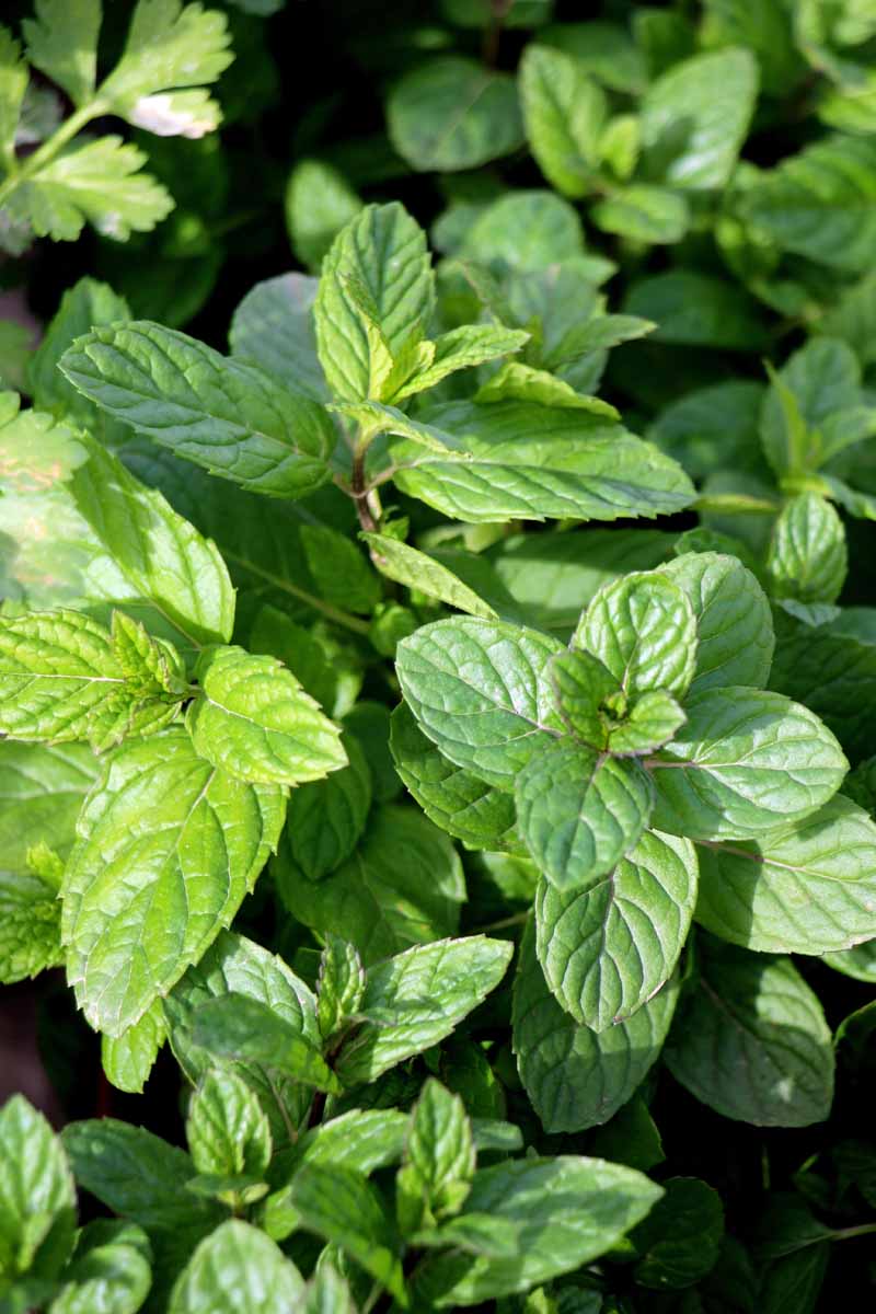 A close up vertical picture of spearmint growing in the home herb garden, pictured in light sunshine on a dark soft focus background.