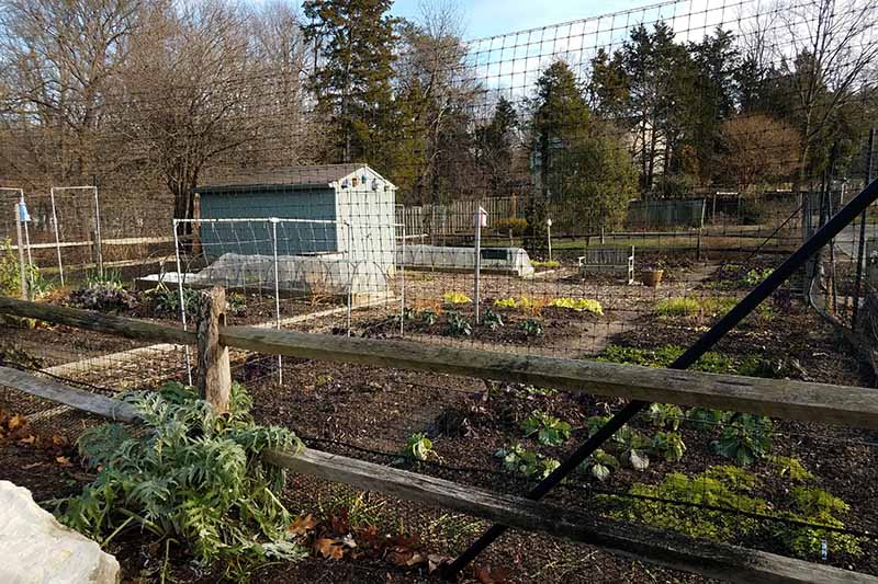 A vegetable garden with a shed, surrounded by high deer fencing to keep animals out.