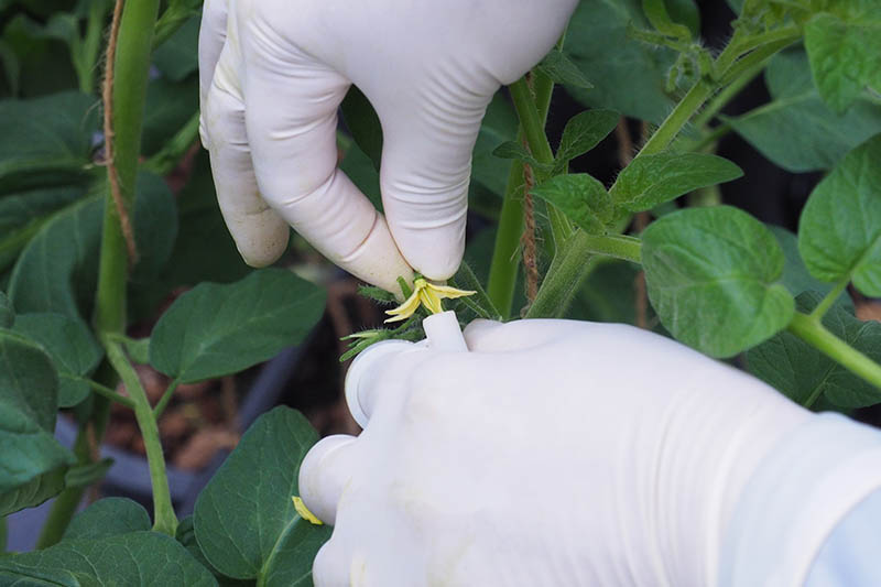 A close up of two gloved hands hand-pollinating a small yellow flower in a greenhouse, with foliage in the background.