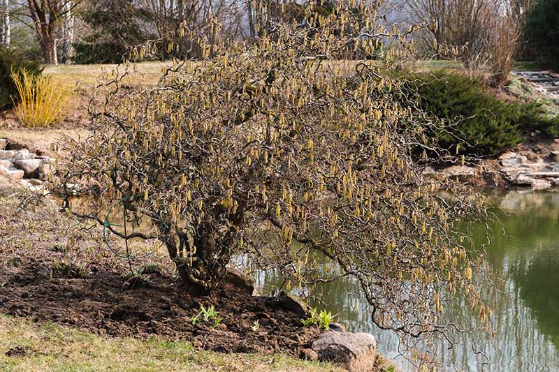 A horizontal image of a Corylus avellana with winding, twisted branches growing next to a lake with trees in soft focus in the background.