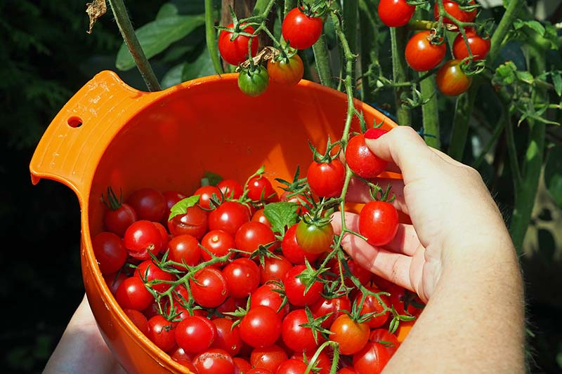A close up of a hand from the bottom of the frame harvesting ripe cherry tomatoes into an orange plastic bowl in a garden.
