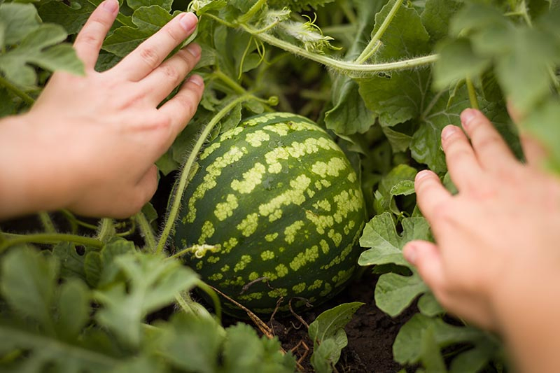 A close up horizontal image of two hands separating the foliage surrounding a light and dark green striped melon to check for ripeness, with foliage in soft focus in the background.