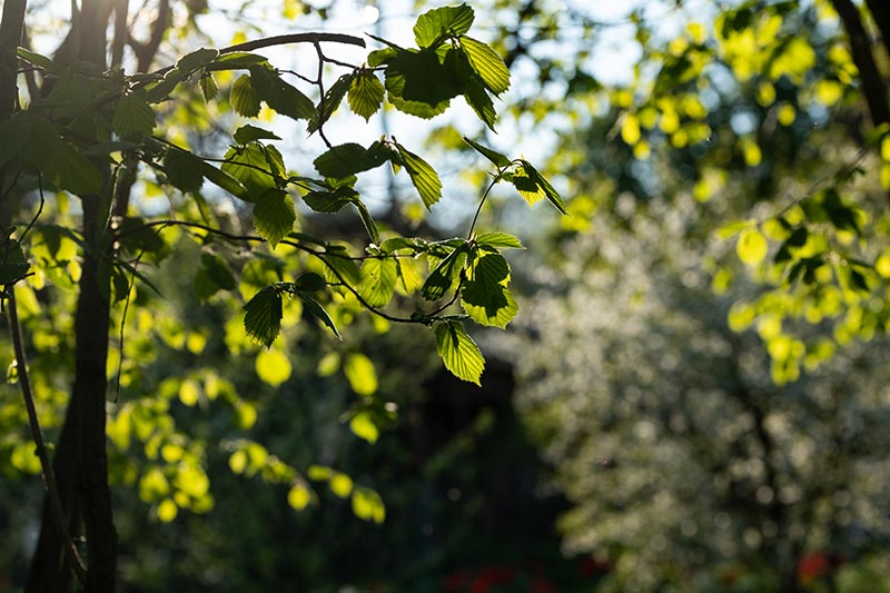 A close up horizontal image of the foliage of a Corylus avellana growing in the garden, pictured in light, filtered sunshine on a soft focus background.