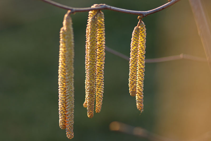 A close up horizontal image of long, yellow catkins growing from a filbert tree branch, pictured in filtered sunshine on a soft focus background.