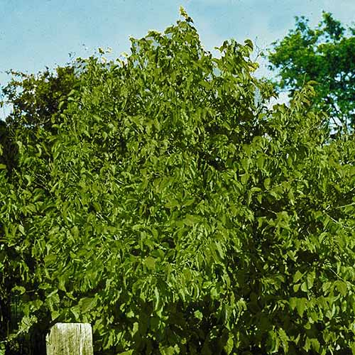 A square cropped image of a large Corylus americana growing in the garden, with bright green foliage with blue sky in the background.