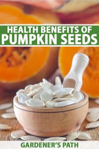 Pumpkin Seeds: Nutrition and Health Benefits | Gardener’s Path