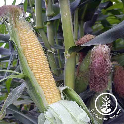 A close up of Zea mays 'Honey Select' growing in the garden, ready for harvest with the husk pulled back revealing the bright yellow kernels. To the bottom right of the frame is a white circular logo with text.