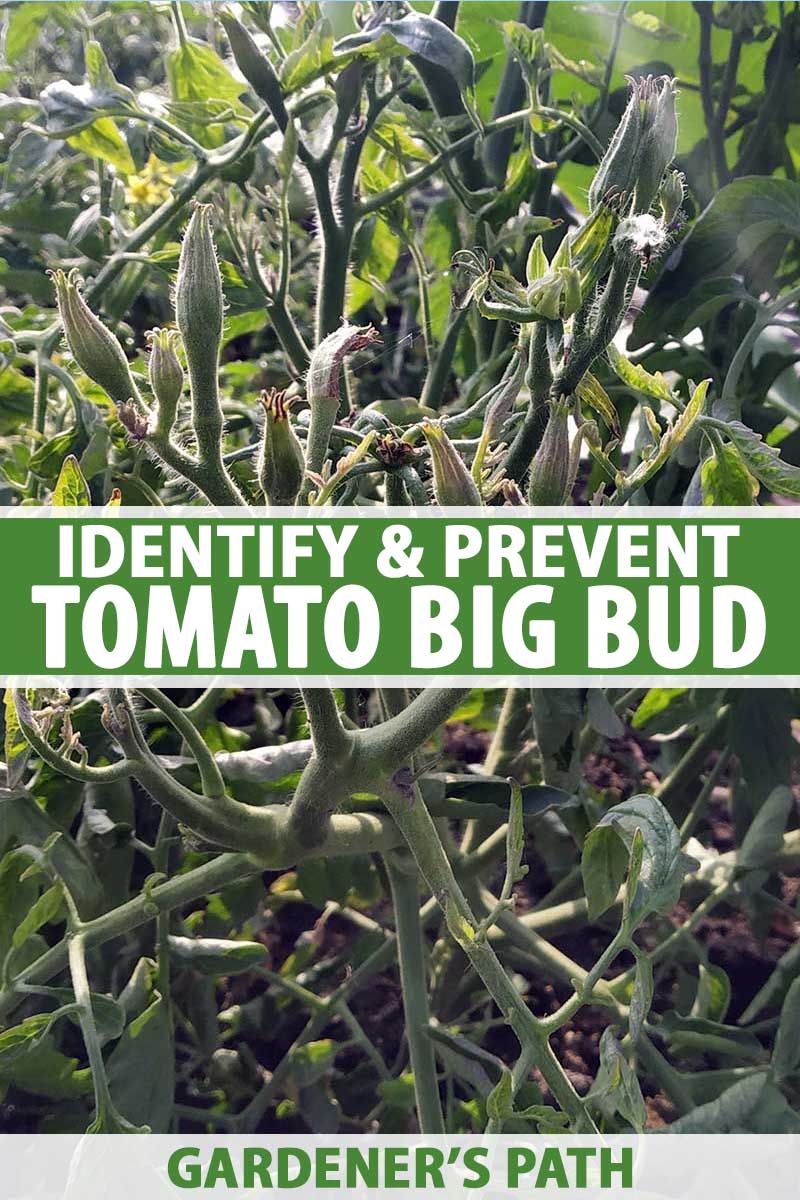 A close up of a plant suffering from big bud tomato disease, an incurable condition caused by a phytoplasma that causes enlarged, disfigured flower buds. To the center and bottom of the frame is green and white text.