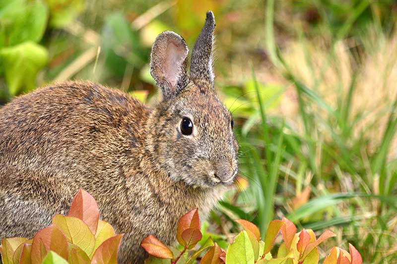 Protección de plantas de jardín contra conejos