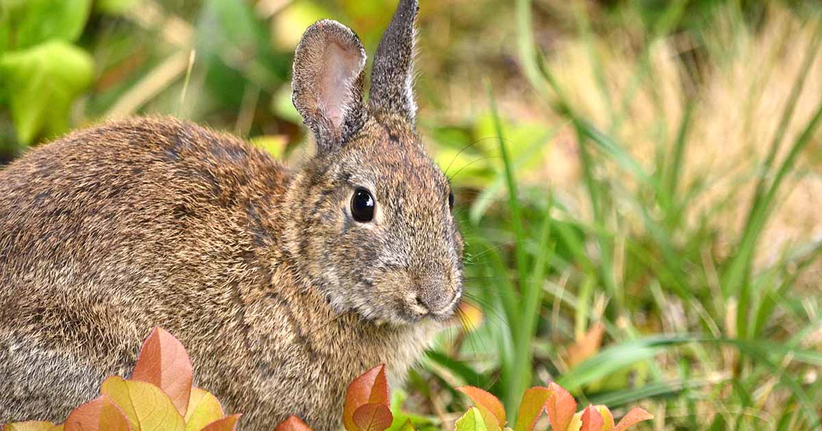 How To Keep Rabbits Out Of The Garden Gardener S Path