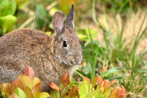 A close up of a small rabbit with autumn foliage in the foreground, and grass in soft focus in the background.