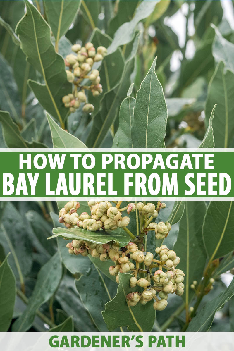 How to Grow Bay Laurel from Seed   Gardener's Path