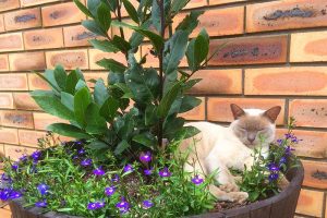 A close up of a bay laurel tree growing in a whiskey barrel container, surrounded by small purple flowers and a lilac Burmese cat sitting beside it. The pot is situated by a brick wall in the background.