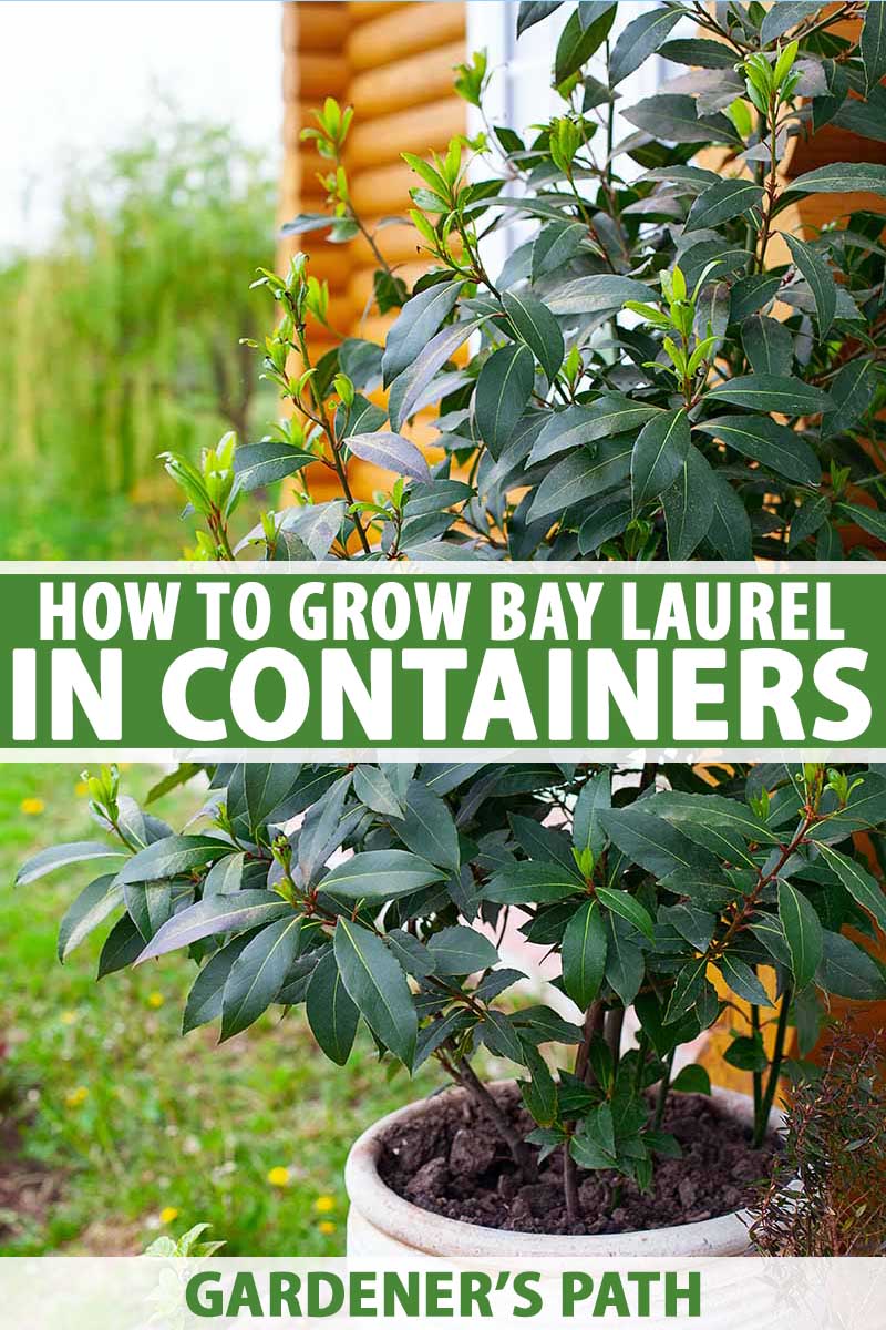 How To Grow Bay Laurel In Containers, Large Garden Pots For Bay Trees