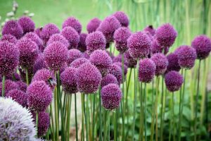 Allium sphaerocephalon growing in the garden with purple flowers atop upright stems, pictured on a soft focus background.