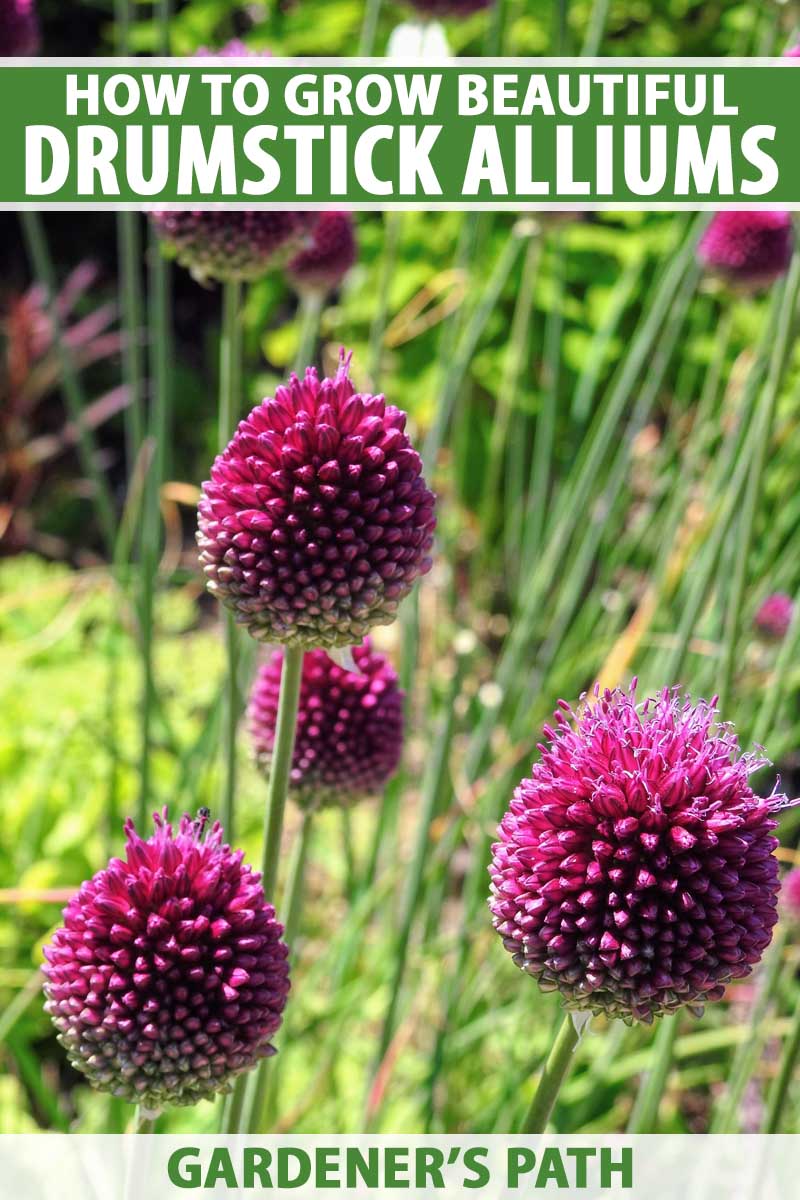 A vertical close up picture of bright purple drumstick allium flowers growing atop green stems in sunshine in the summer garden. To the top and bottom of the frame is green and white text.