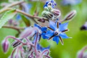 A close up of bright blue borage flowers growing in the garden. In the foreground are small unopened buds in soft focus.