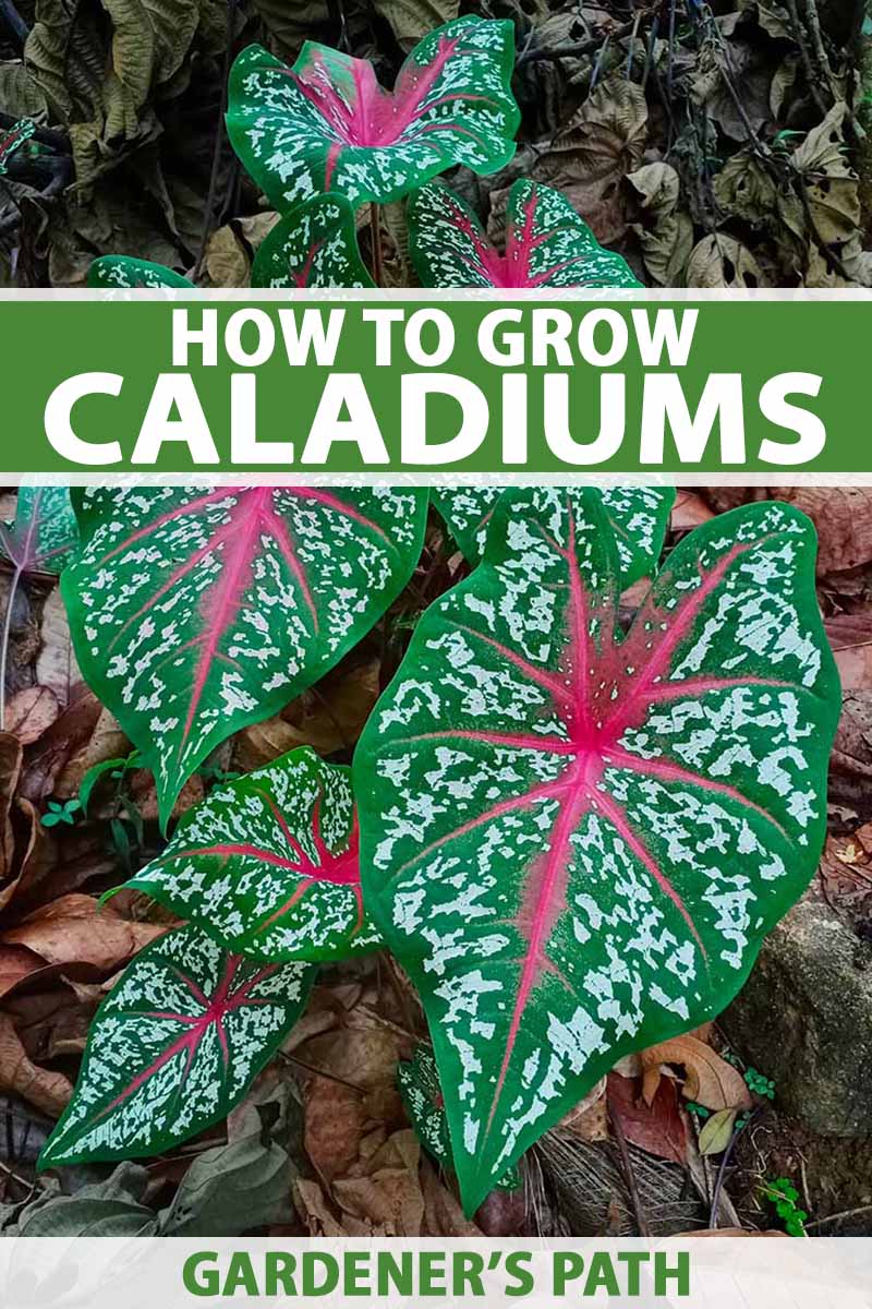 how to grow colorful caladiums | gardener's path