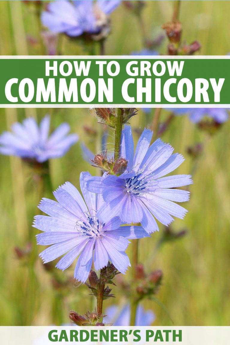 How To Grow Chicory Cichorium Intybus Gardeners Path