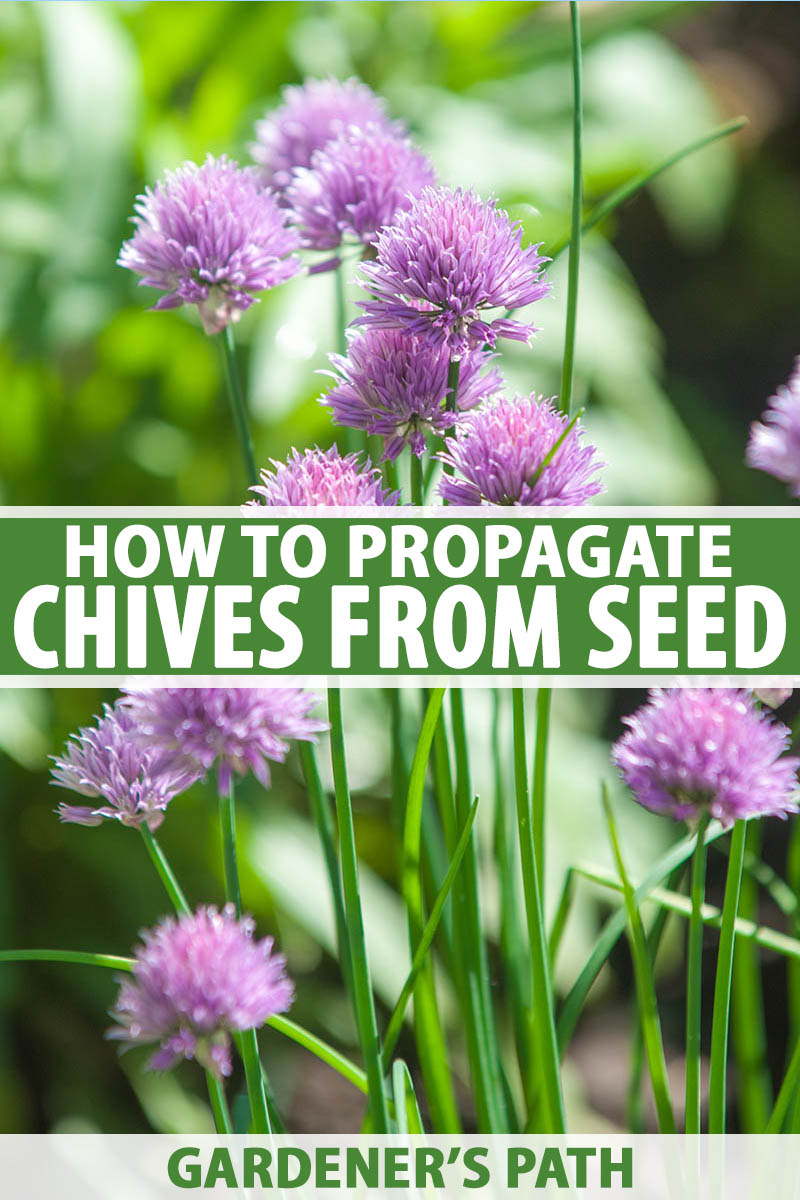 How To Grow Chives From Seed Gardener S Path