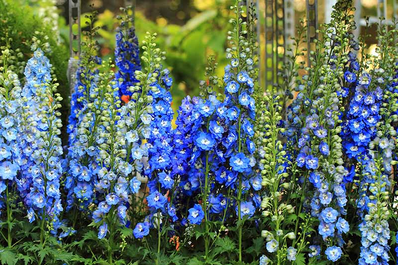A close up of a mass planting of delphiniums in various shades of blue, with upright flowers, pictured on a soft focus background.