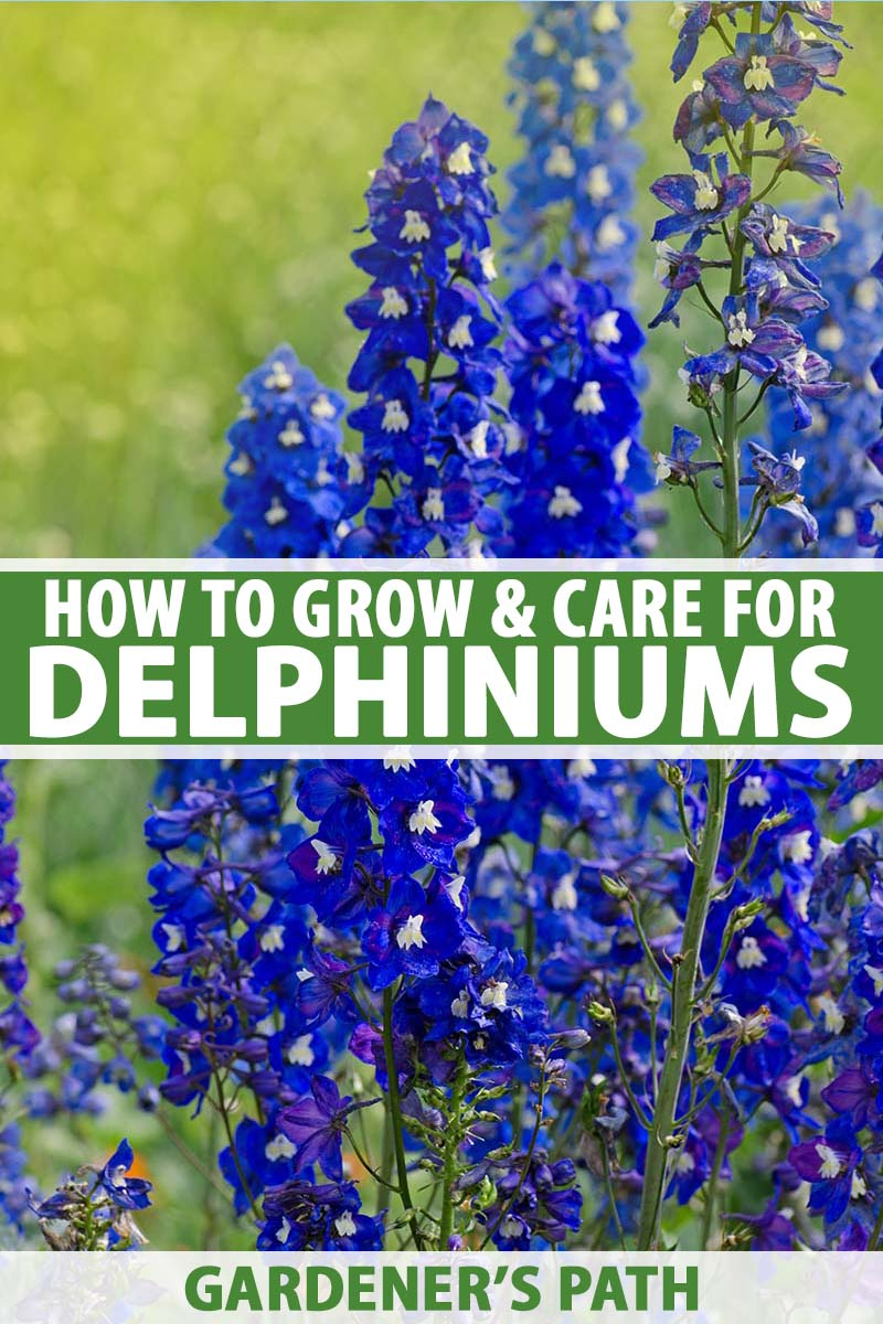 How to Grow and Care for Delphiniums   Gardener's Path