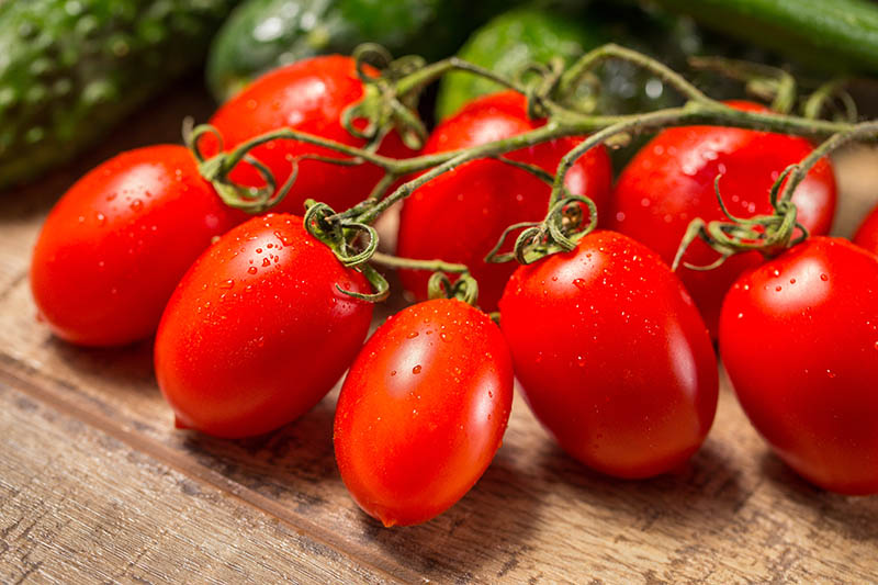 Live Roma Tomatoes Plant Perennials Plant Fit 4 Pot 